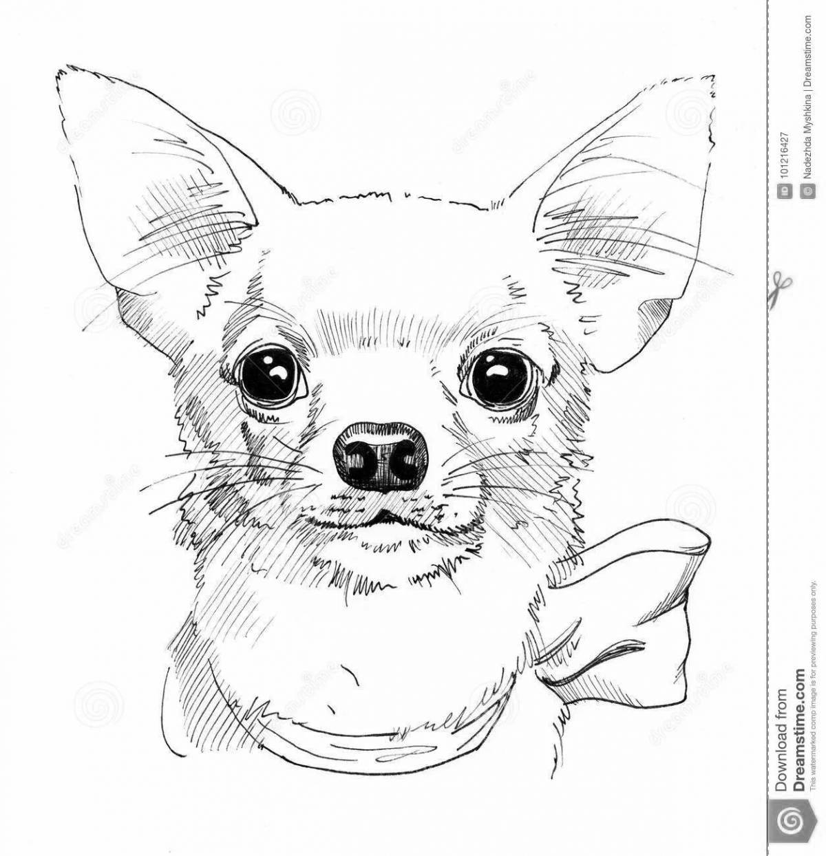 Coloring book wavy chihuahua dog