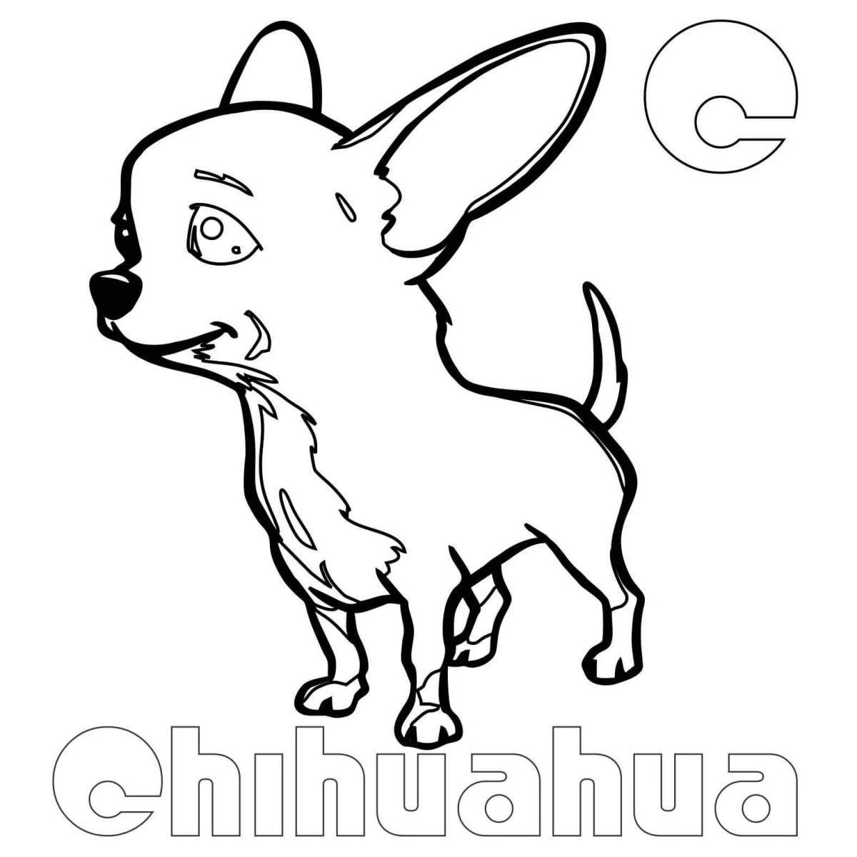 Раскраска живая собака чихуахуа