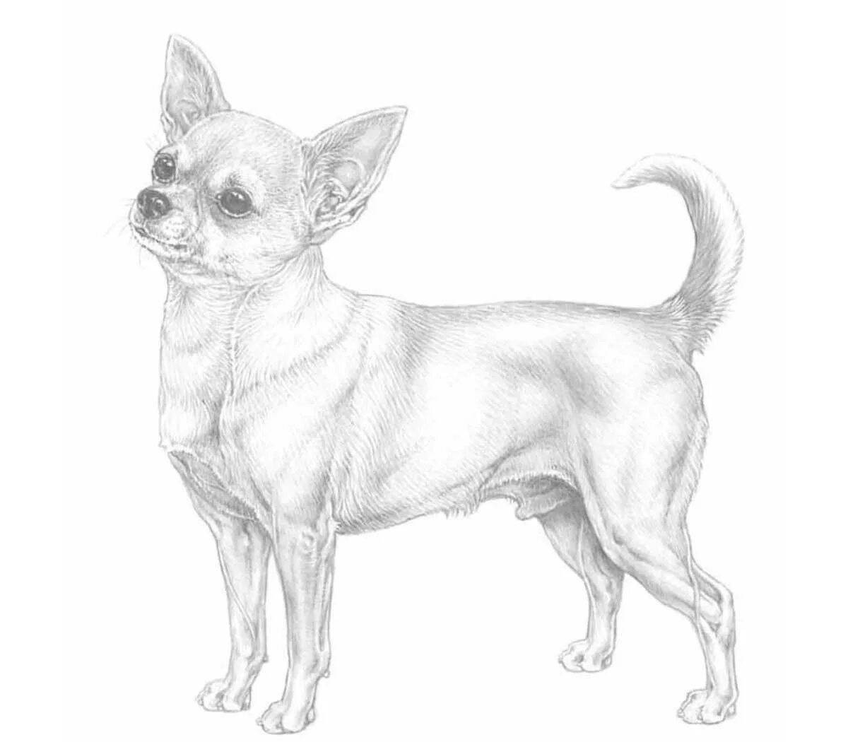 Раскраска дружелюбная собака чихуахуа