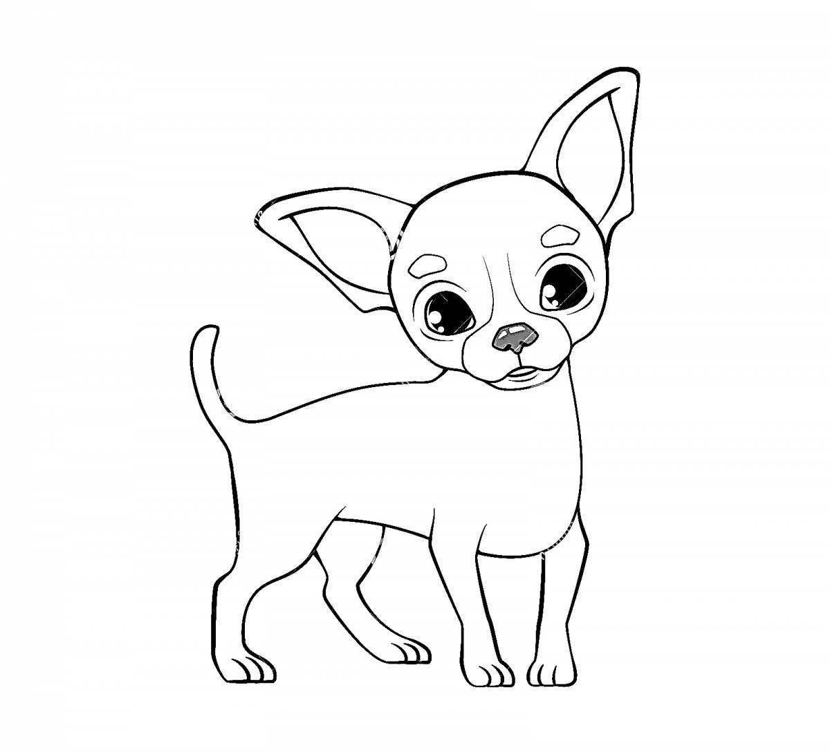 Chihuahua dog #9