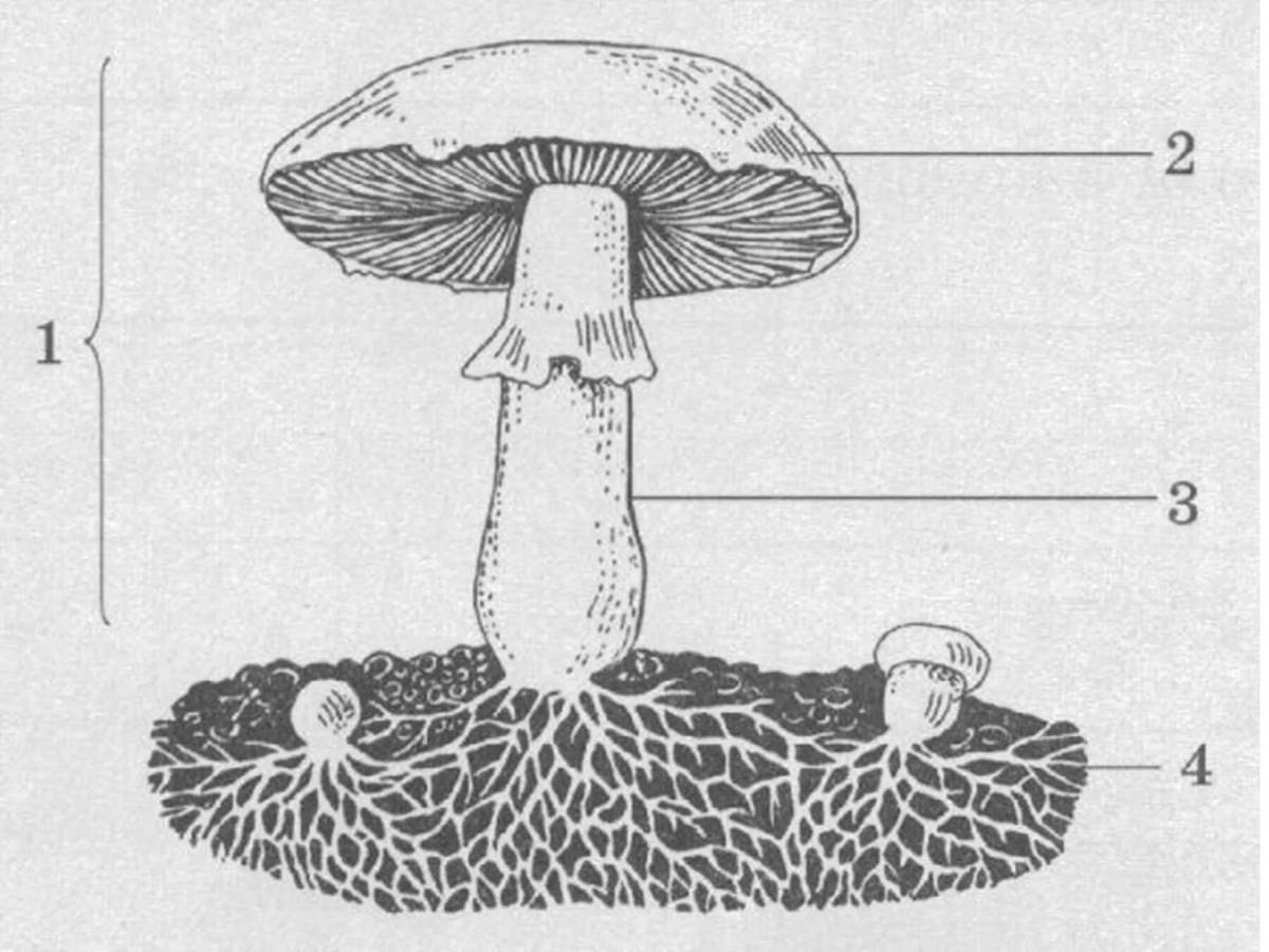 Раскраска яркая структура грибов