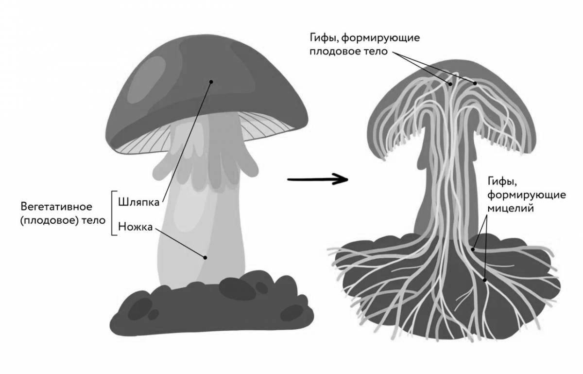 Увлекательная страница раскраски структуры грибов