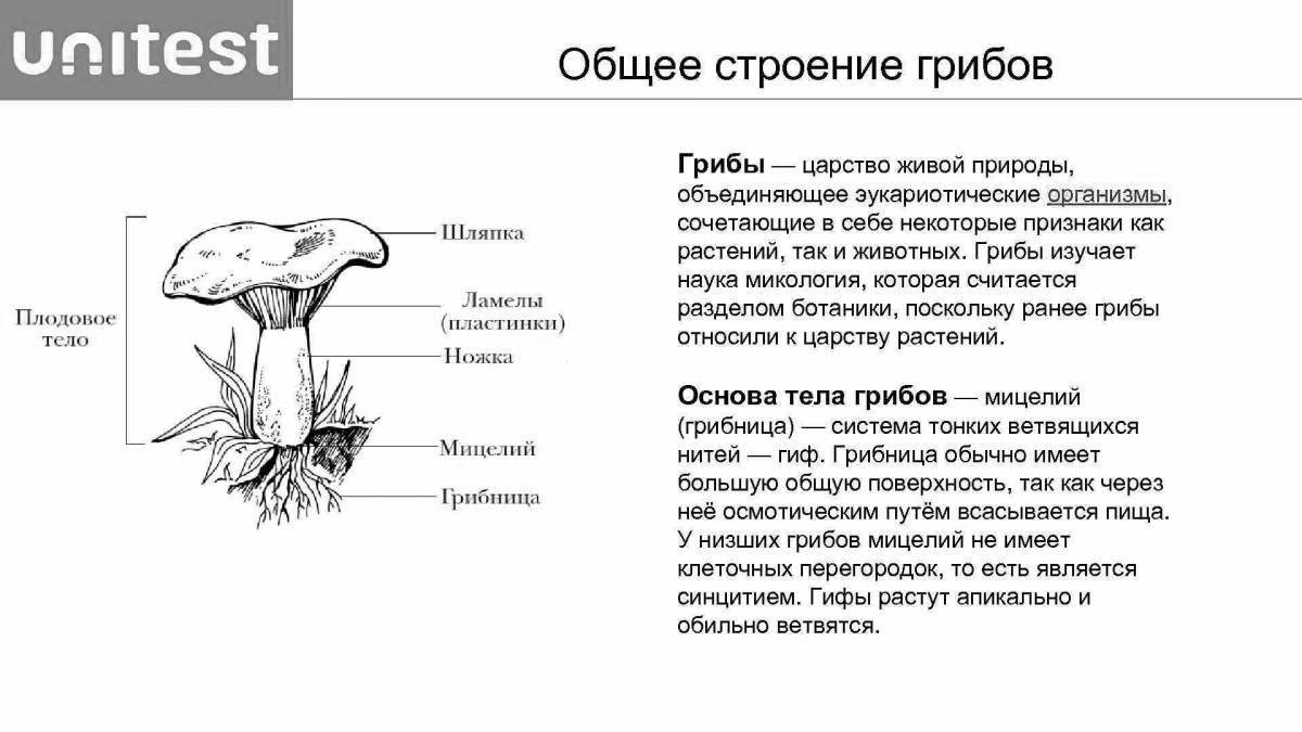 Привлекательная страница раскраски структуры гриба