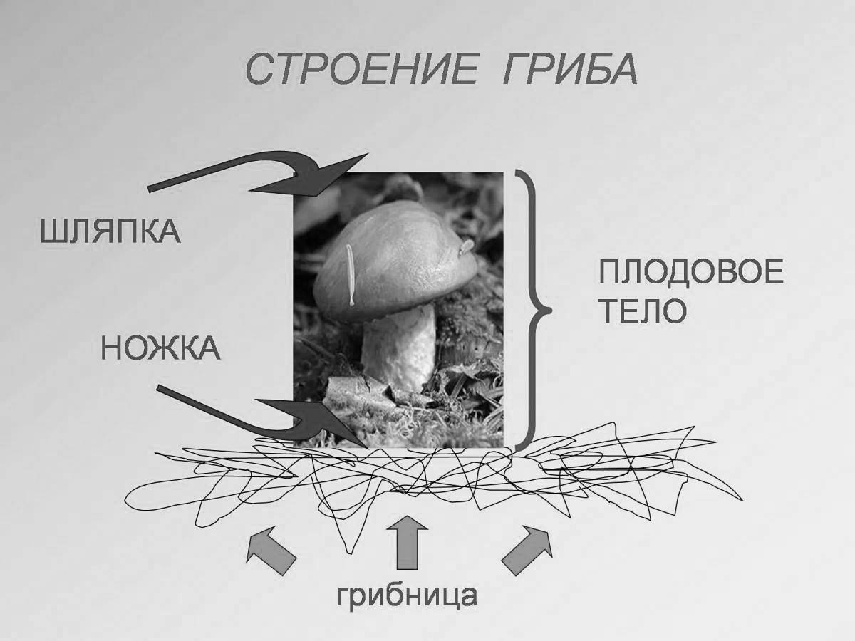 Shiny Mushroom Structure coloring book