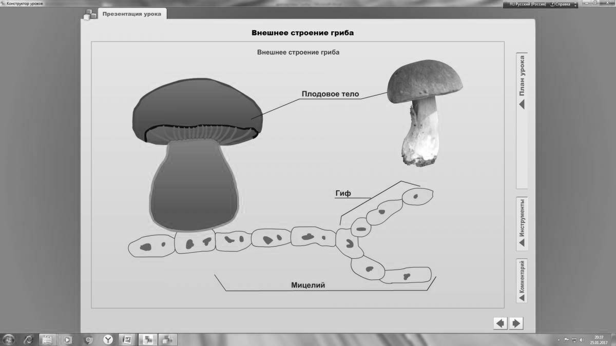 Gorgeous Mushroom Structure Coloring Page