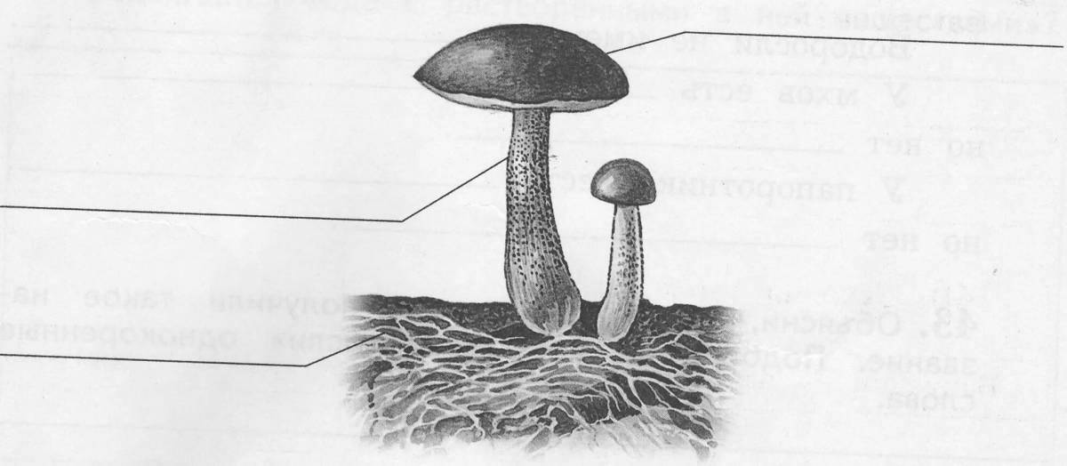 Раскраска великолепная структура грибов