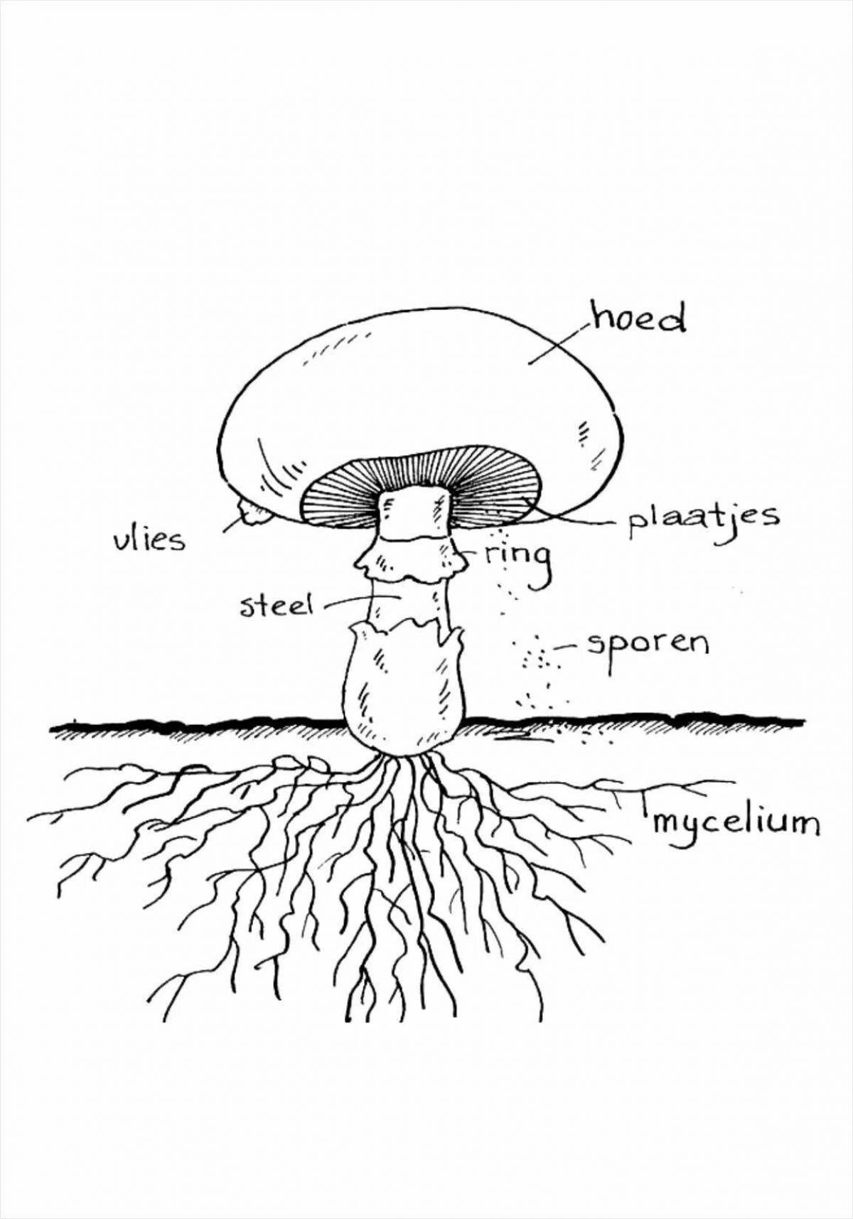 Раскраска изысканная структура грибов