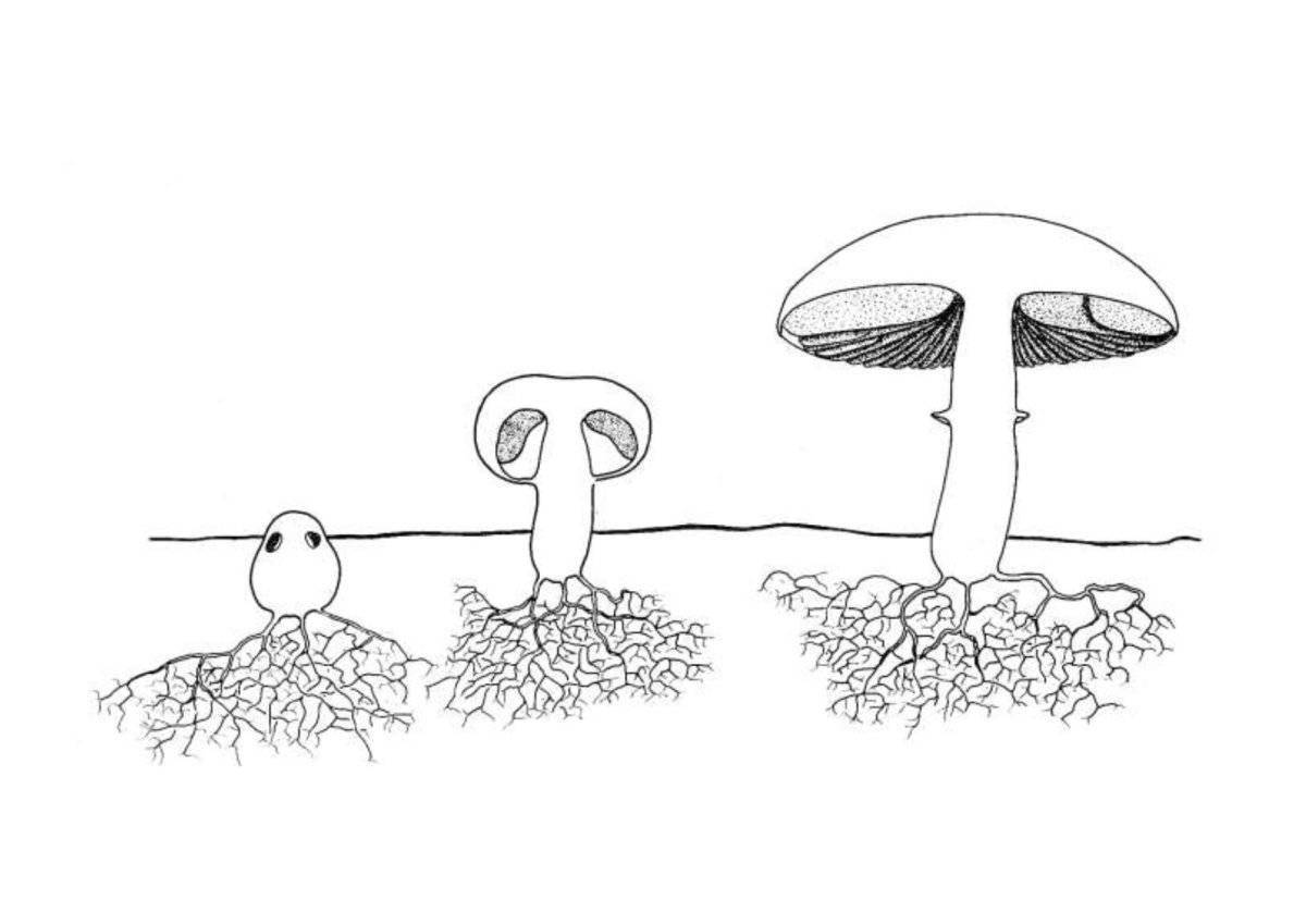 Coloring comical mushroom structure