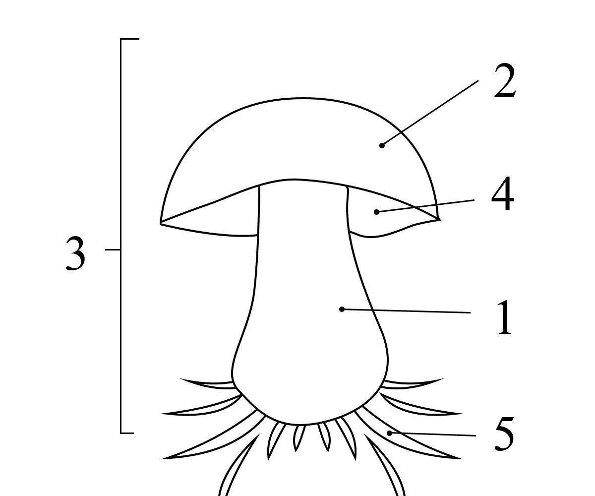 Coloring creative structure of mushrooms
