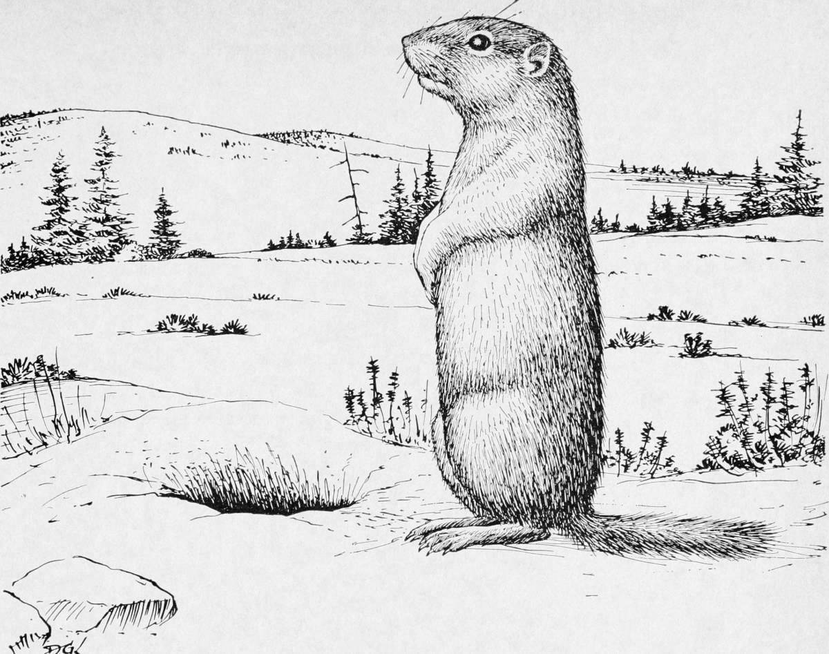 Coloring page joyful marmot