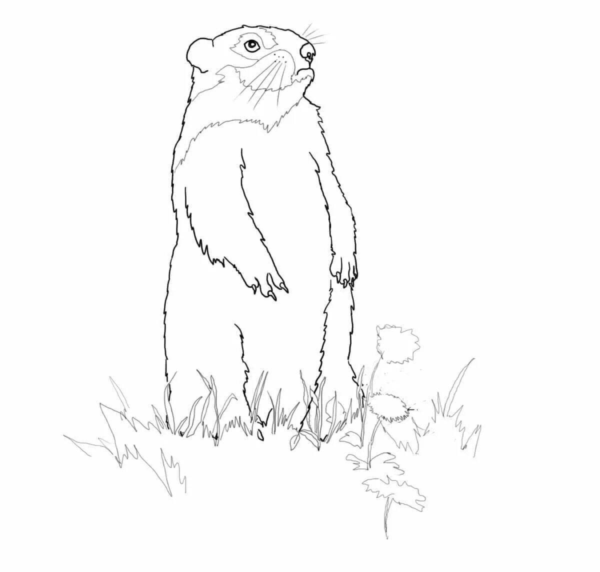 Refreshing groundhog coloring page