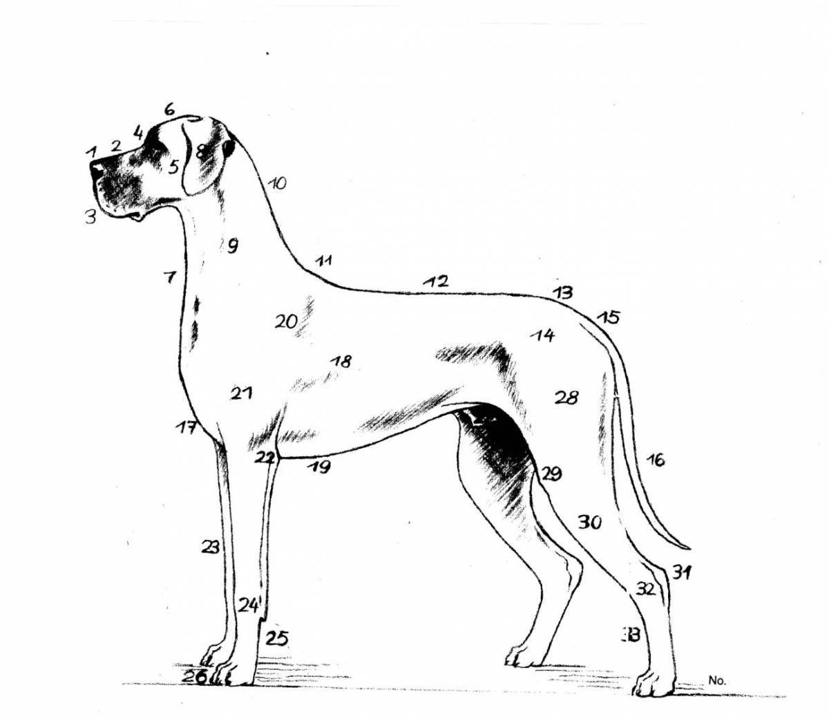 Раскраска игривая немецкая собака