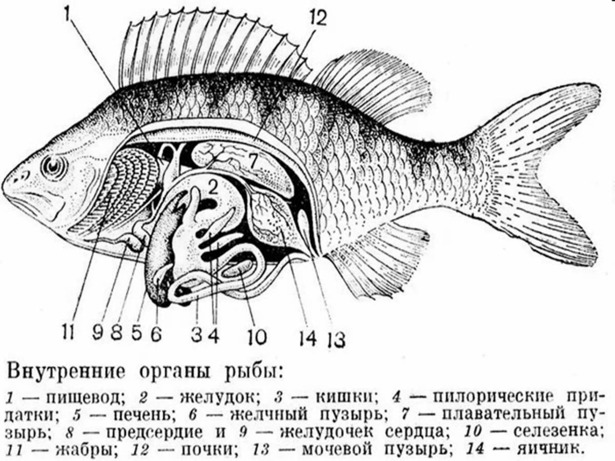 Какая система органов изображена на рисунке рыба