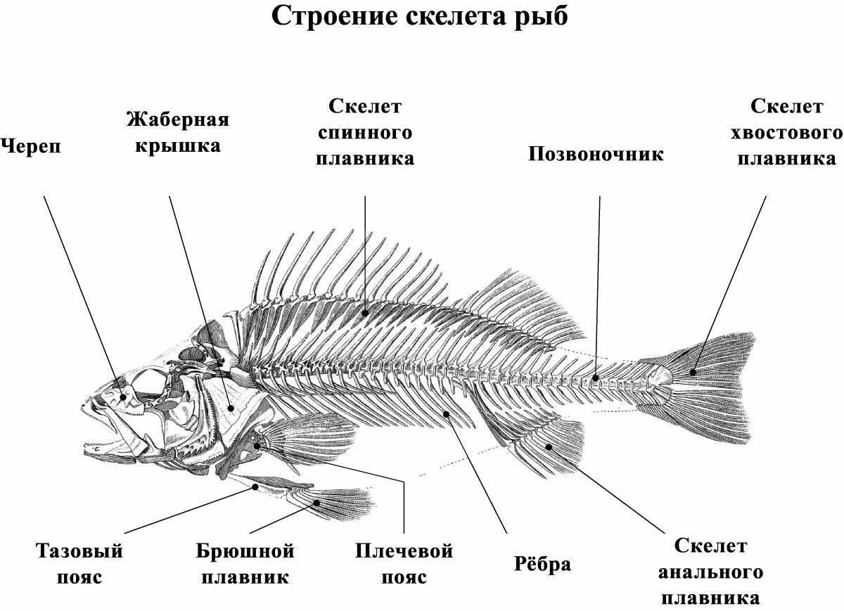 Рисунок и строение рыбы