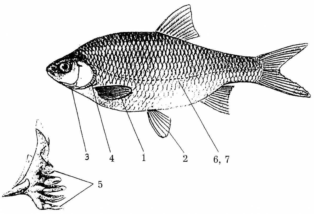 Части рыбы схема для детей