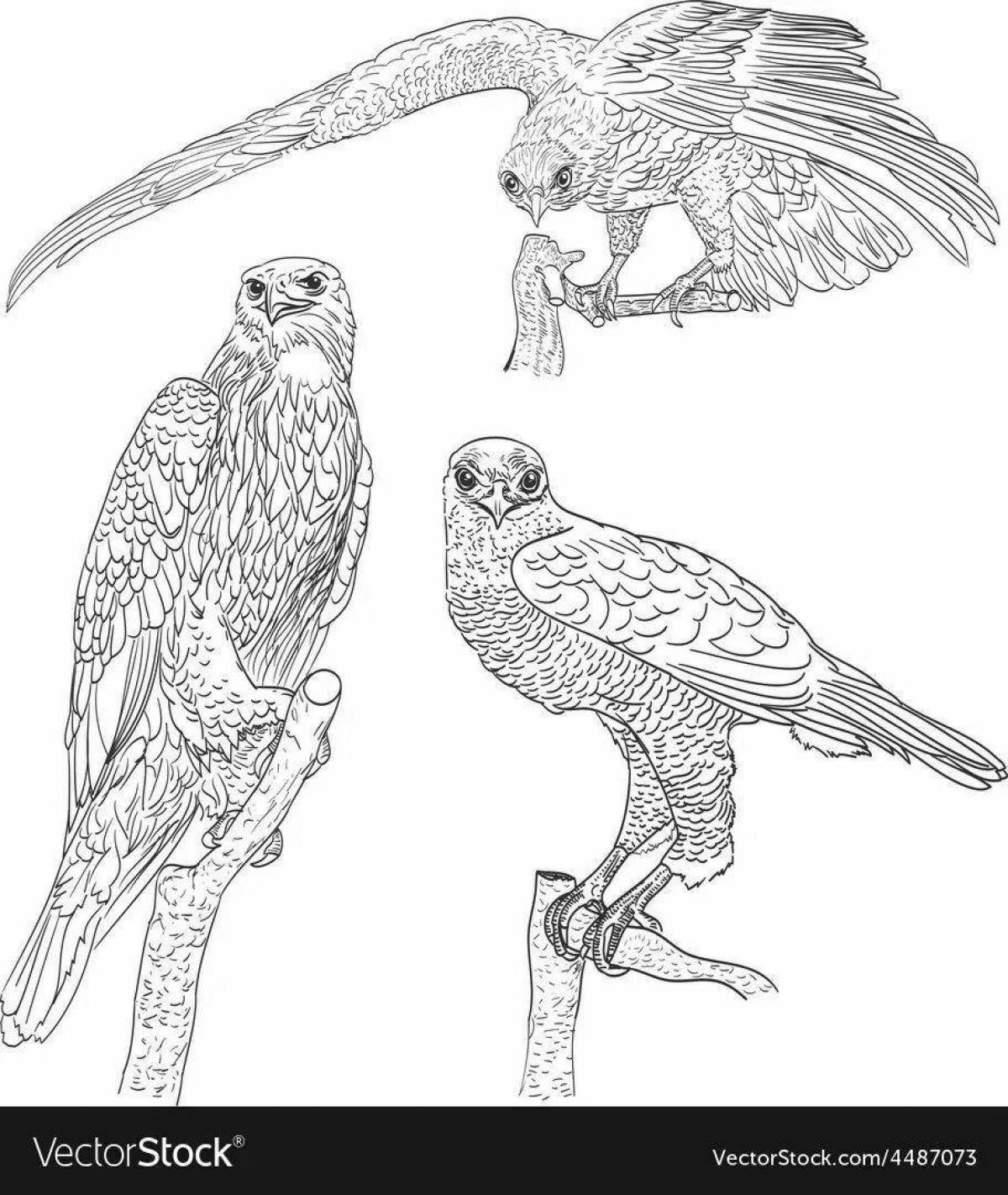 Большая страница раскраски хищных птиц