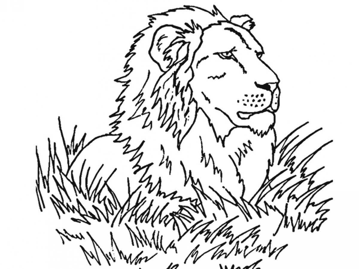 Раскраска буйный лев