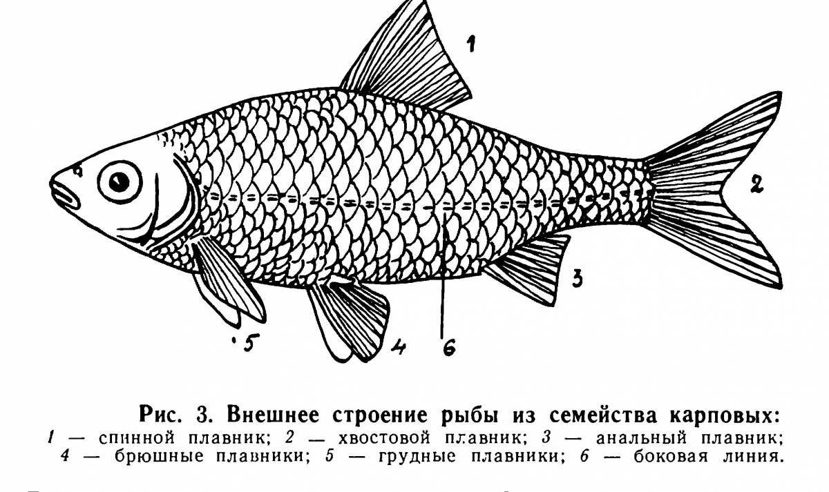 Красочная раскраска структура рыбы