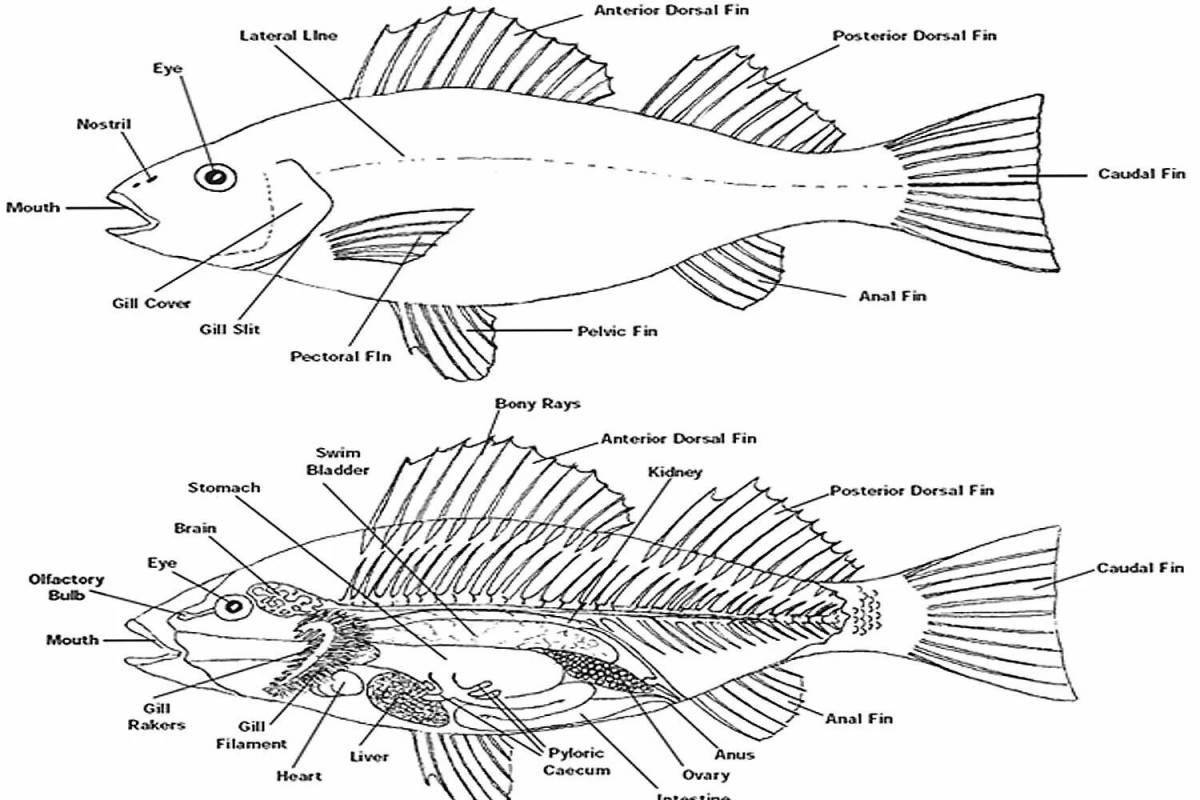 Привлекательная структура раскраски рыбы