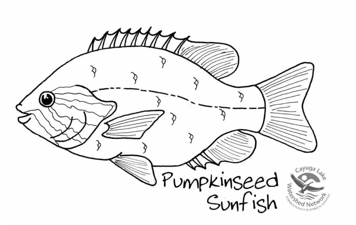Adorable fish structure coloring book