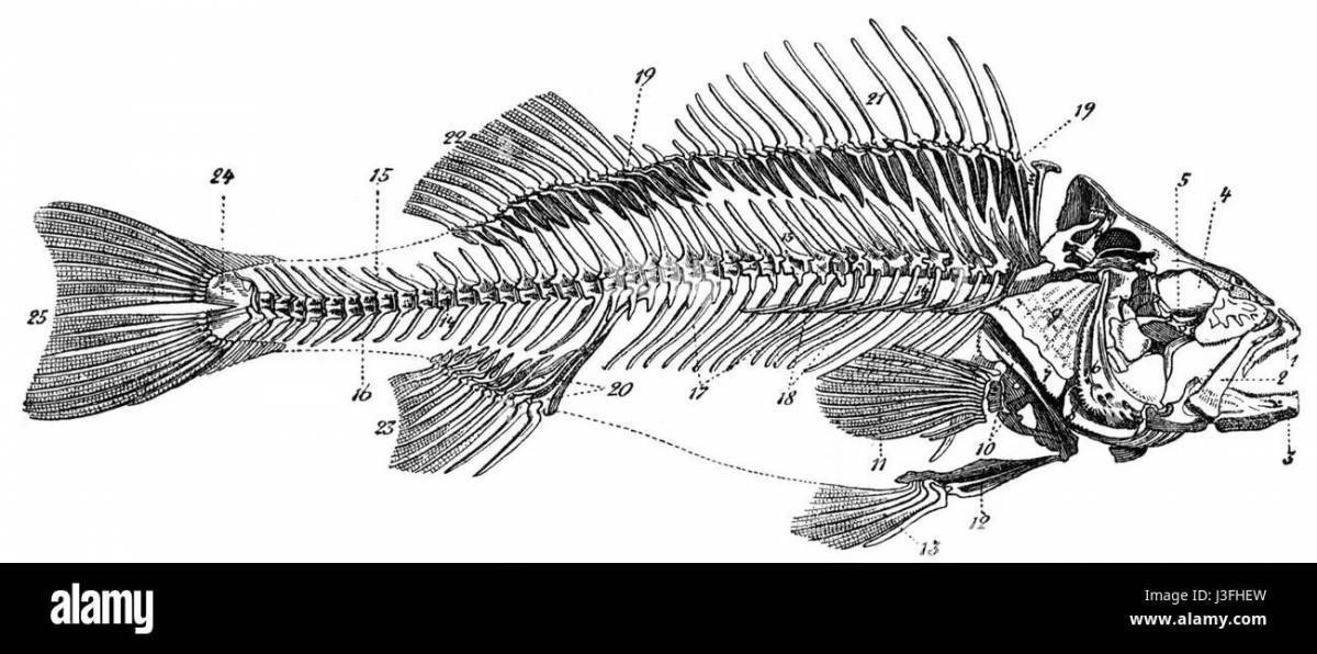 Восхитительная структура страницы раскраски рыбы