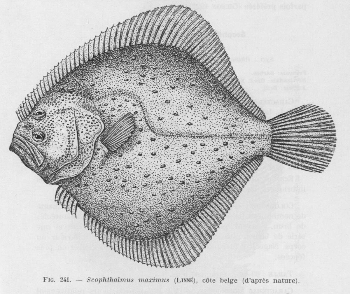 Ideal fish coloring page structure