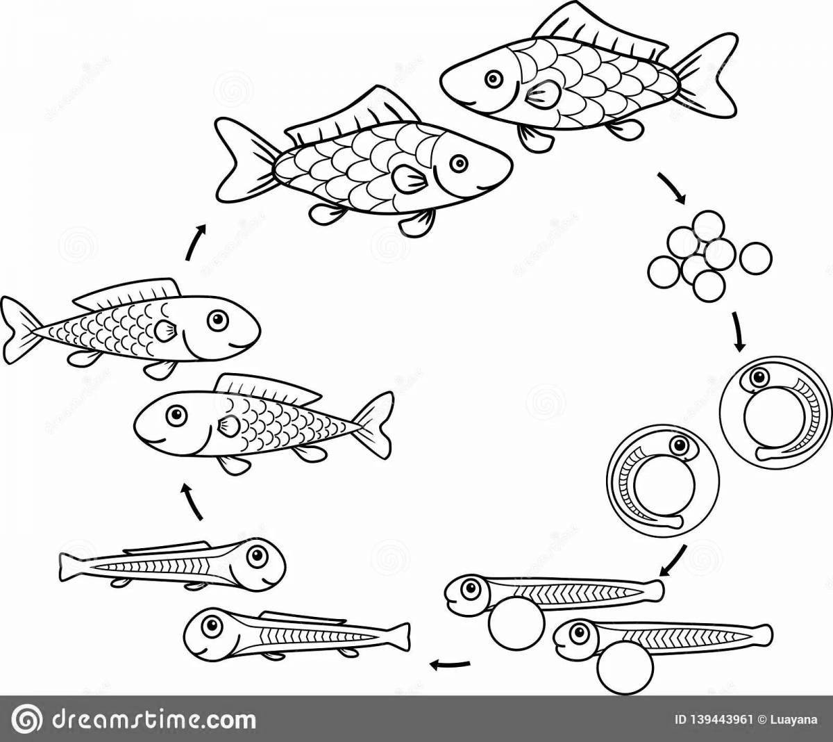 Пример раскраски структуры рыбы