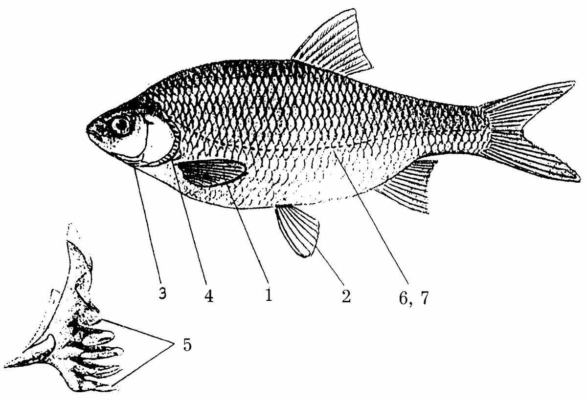 Чудесная раскраска структура рыбы