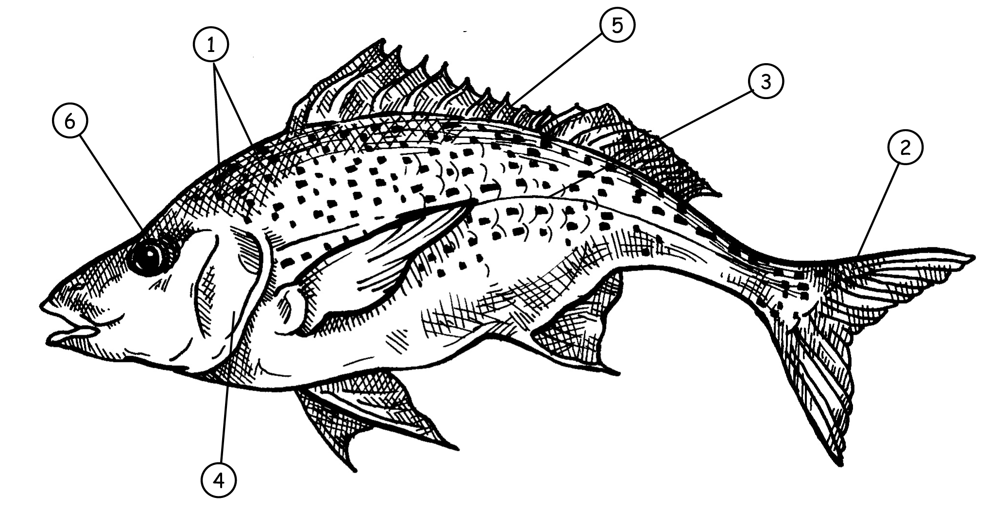 Феноменальная раскраска структура рыбы