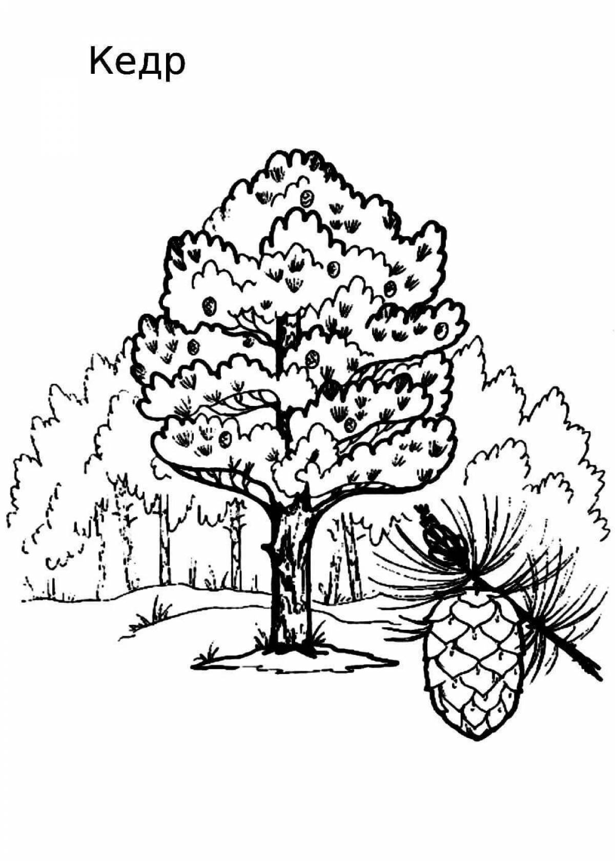 Coloring page magnificent pine