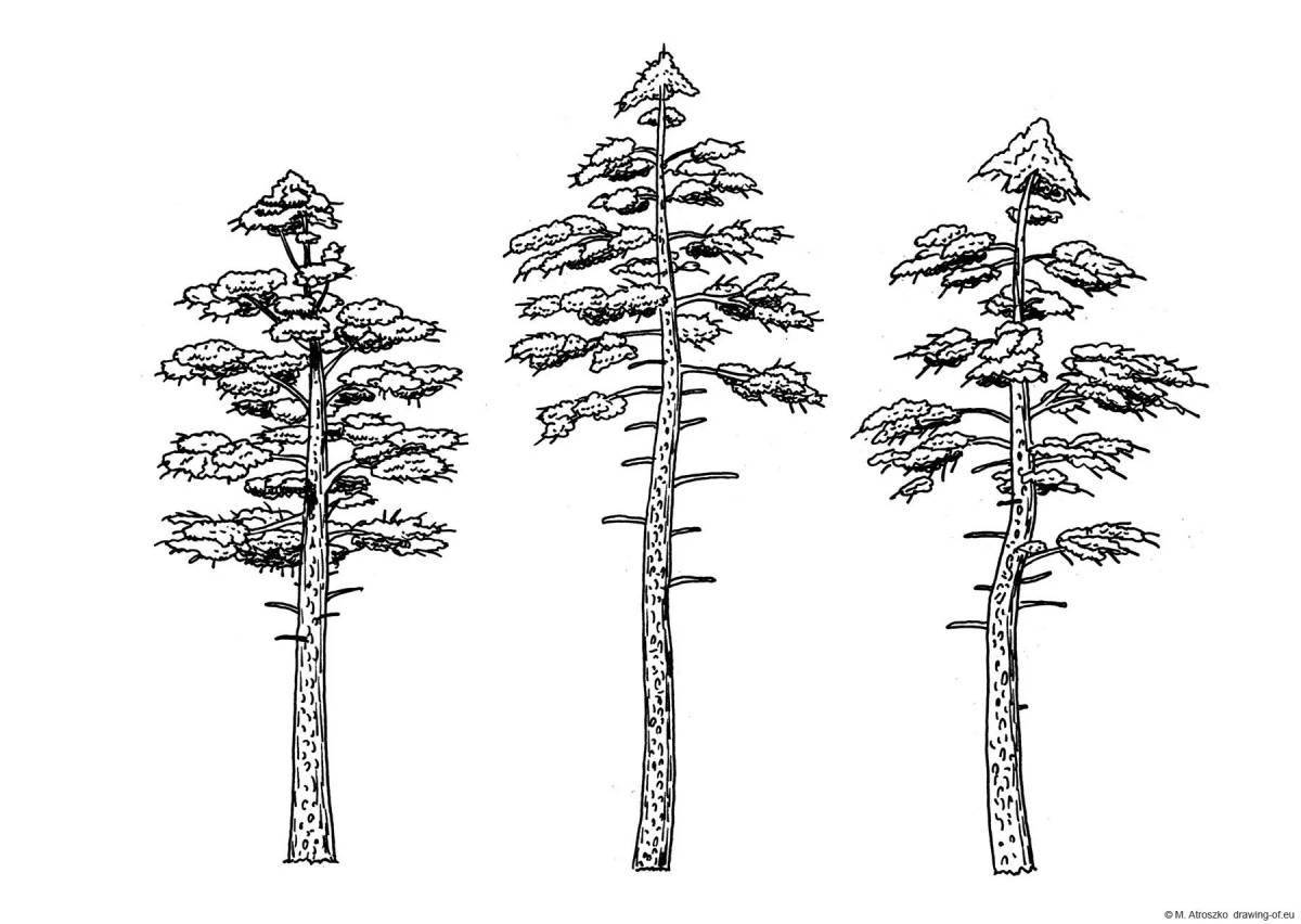 Coloring big pine tree