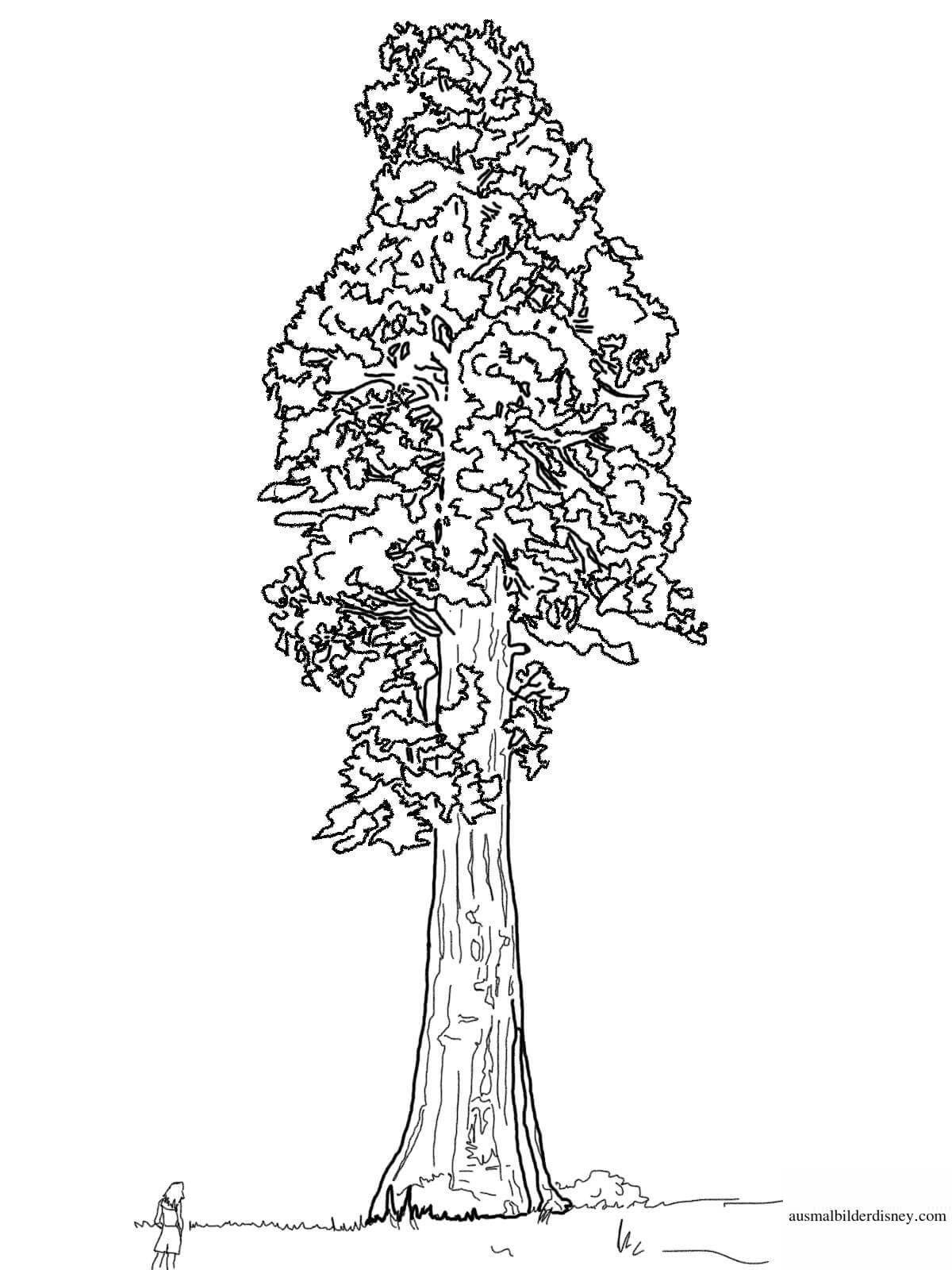 Awesome pine tree coloring page