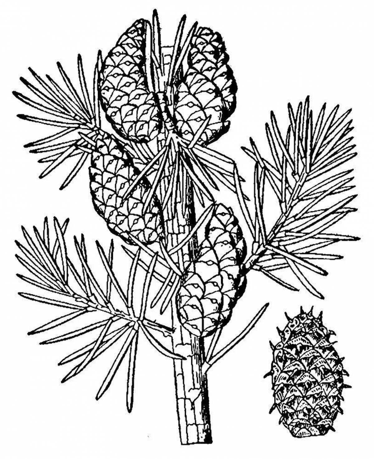 Coloring cute pine tree