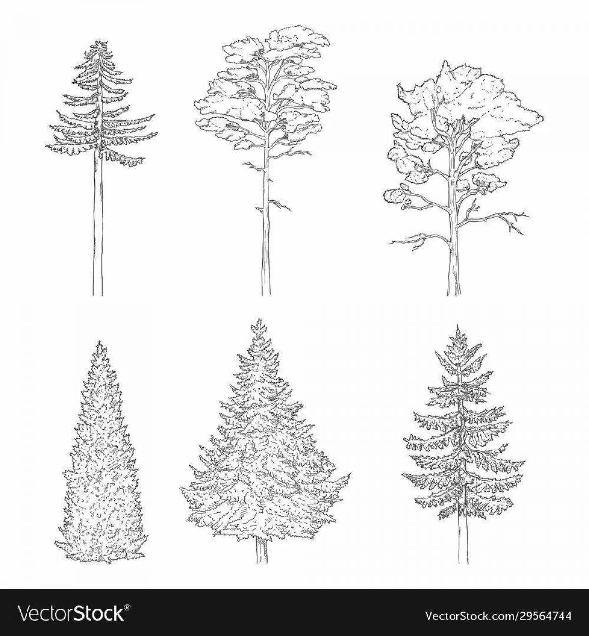 Charming pine tree coloring page