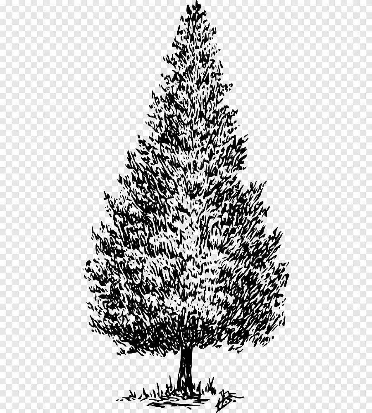Coloring page beautiful pine