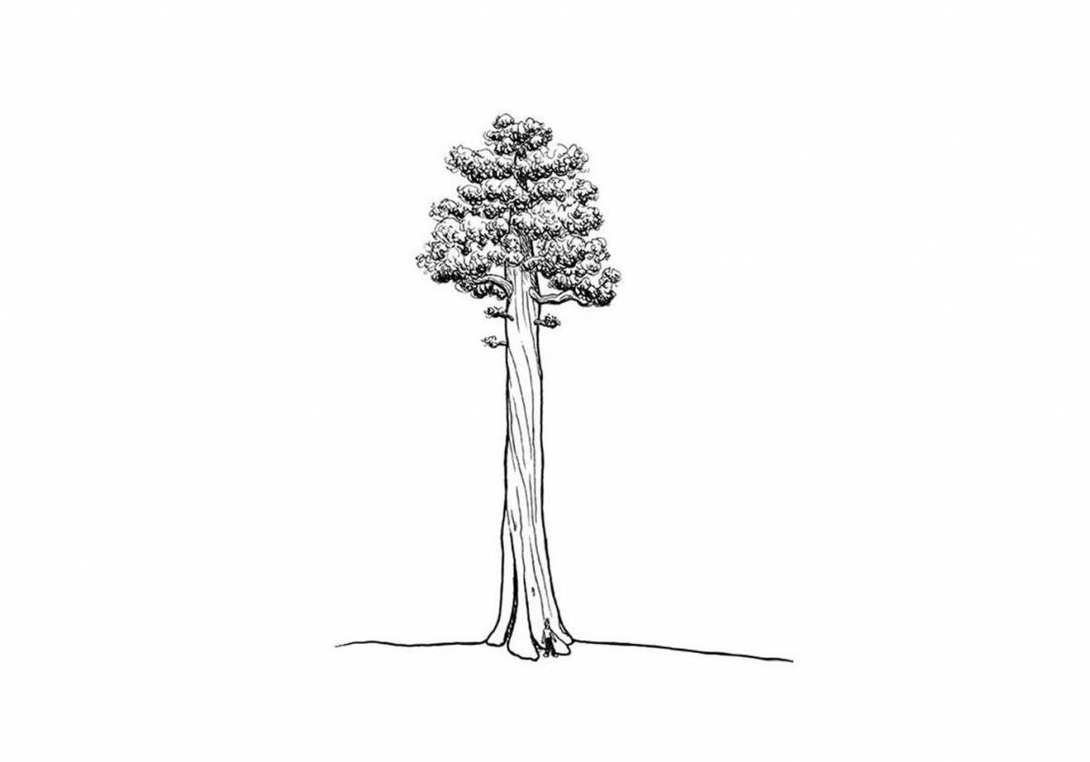 Refreshing pine tree coloring page