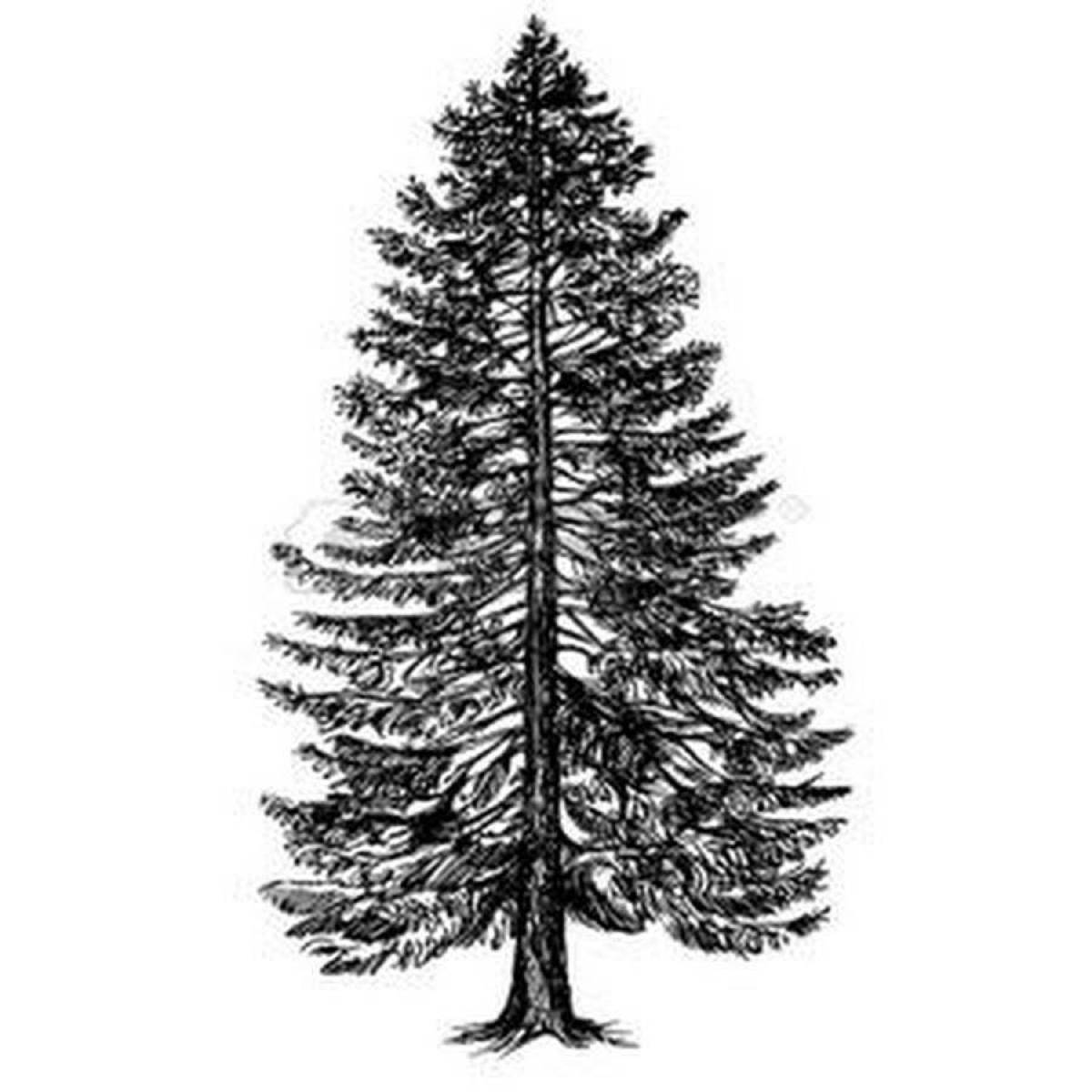 Inspirational Pine Coloring Page