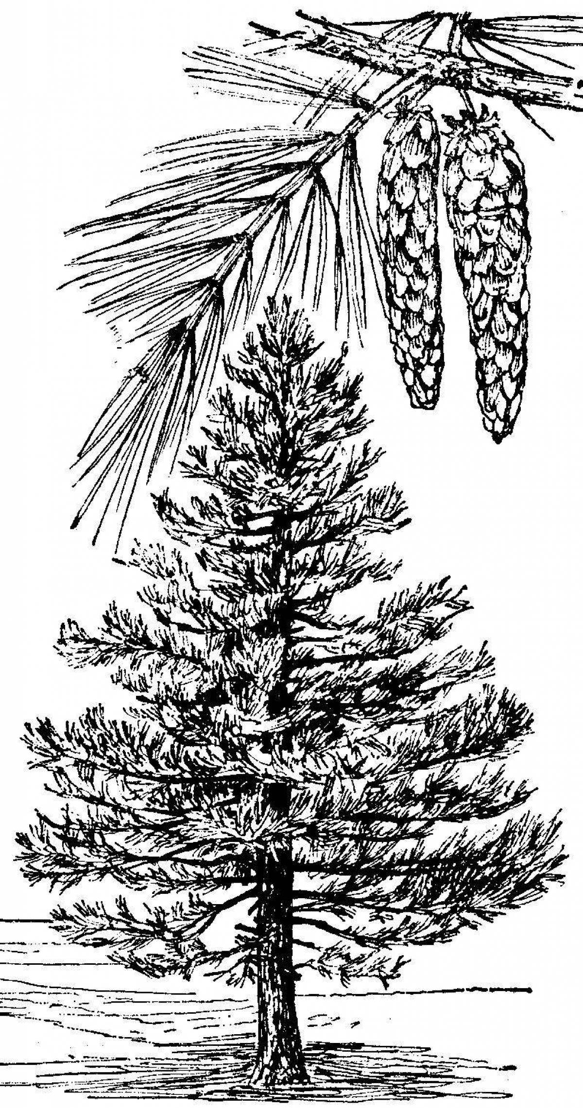 Exquisite pine coloring book