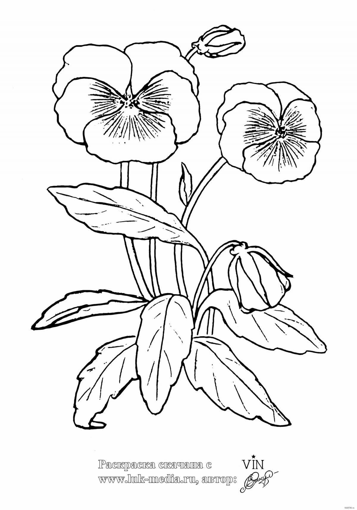 Gorgeous purple flower coloring page