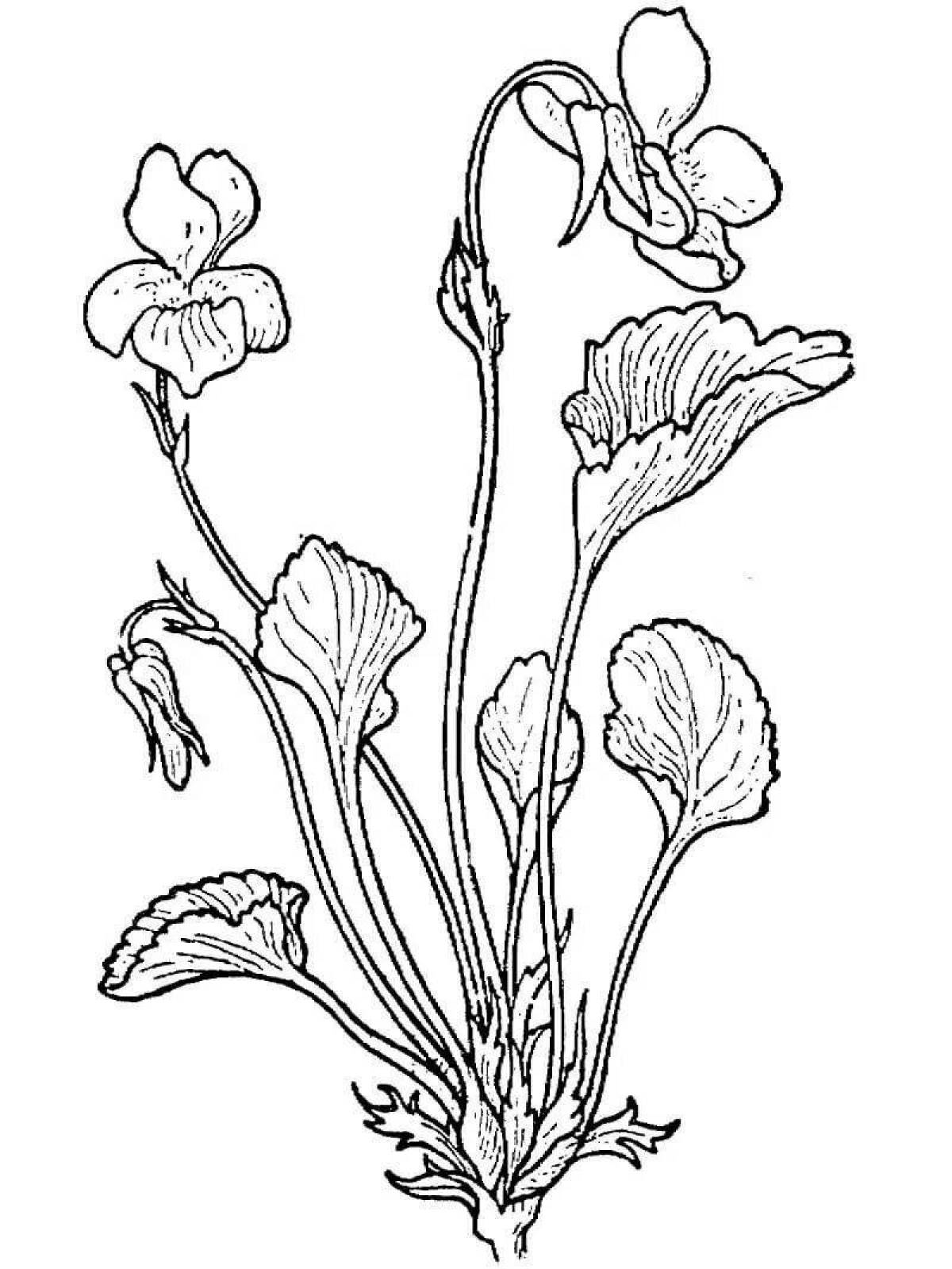 Exquisite purple flower coloring page