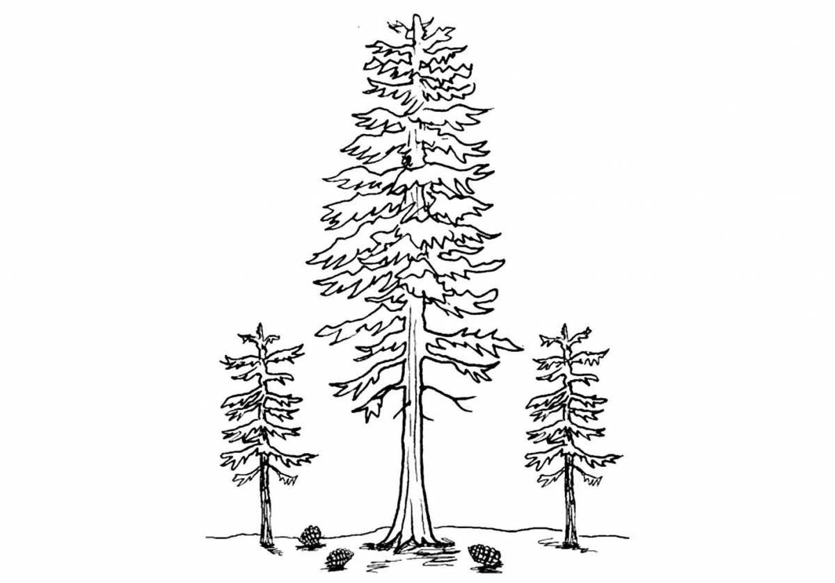 Photo Serene coloring coniferous forest