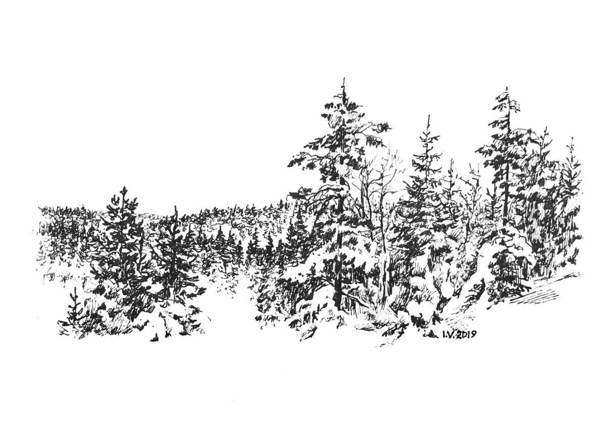 Photo Sublime coloring coniferous forest