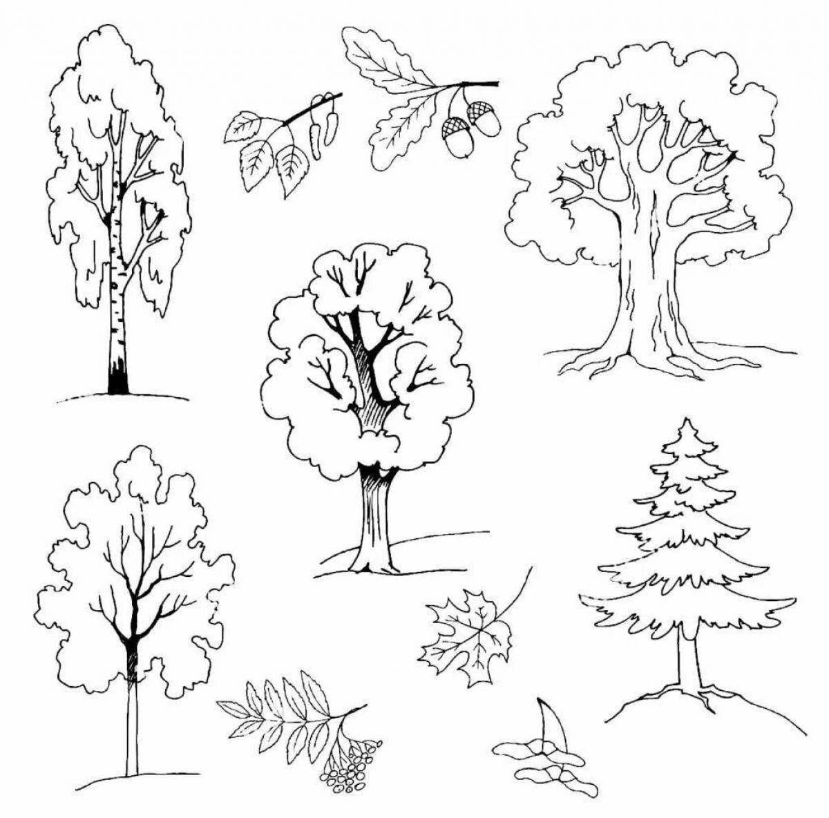 Fun coloring coniferous forest