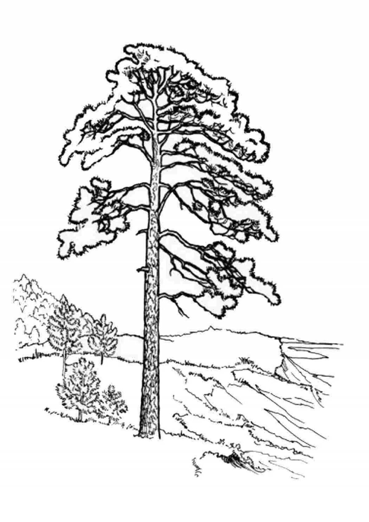 Photo Grand coloring page coniferous forest