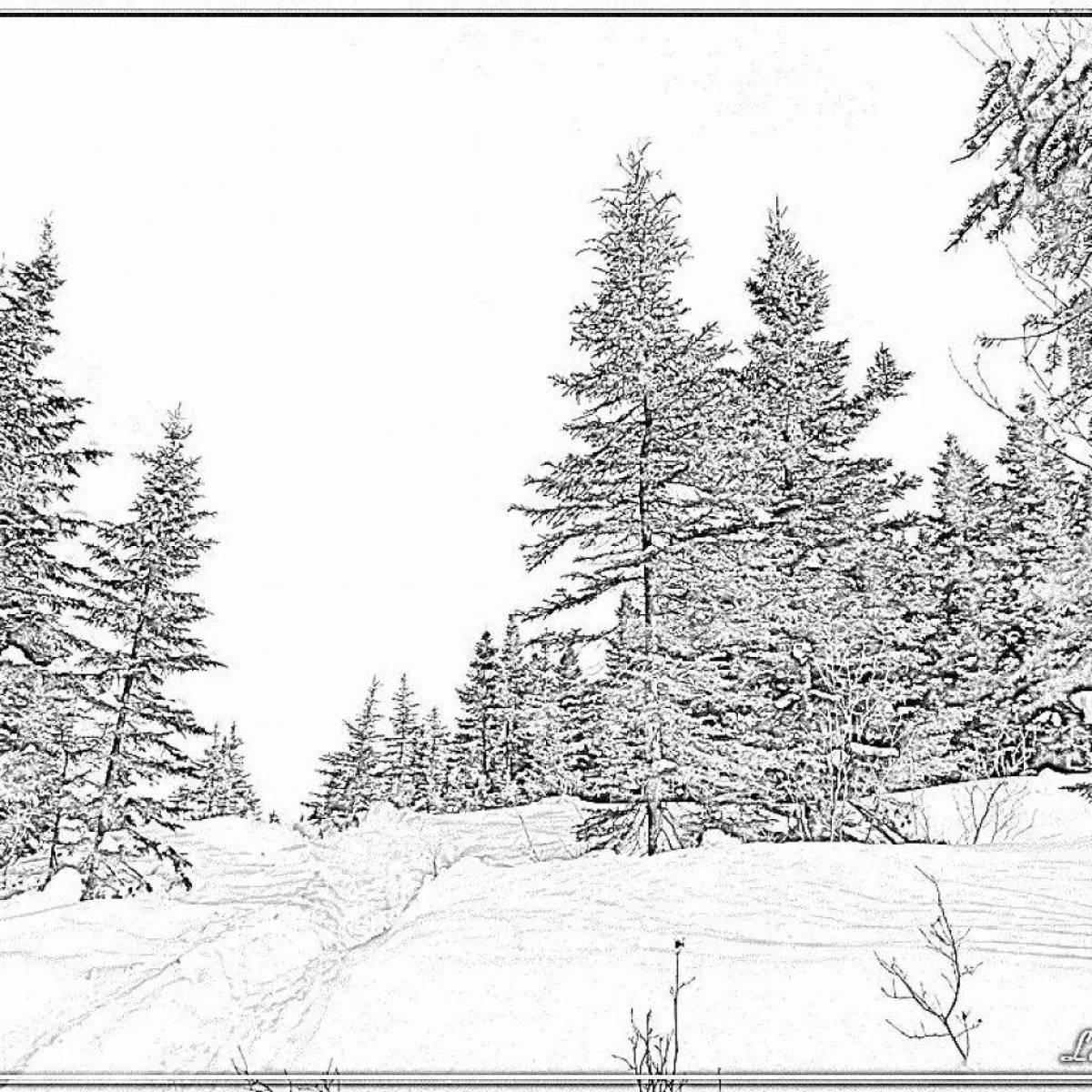 Photo Coniferous forest #1