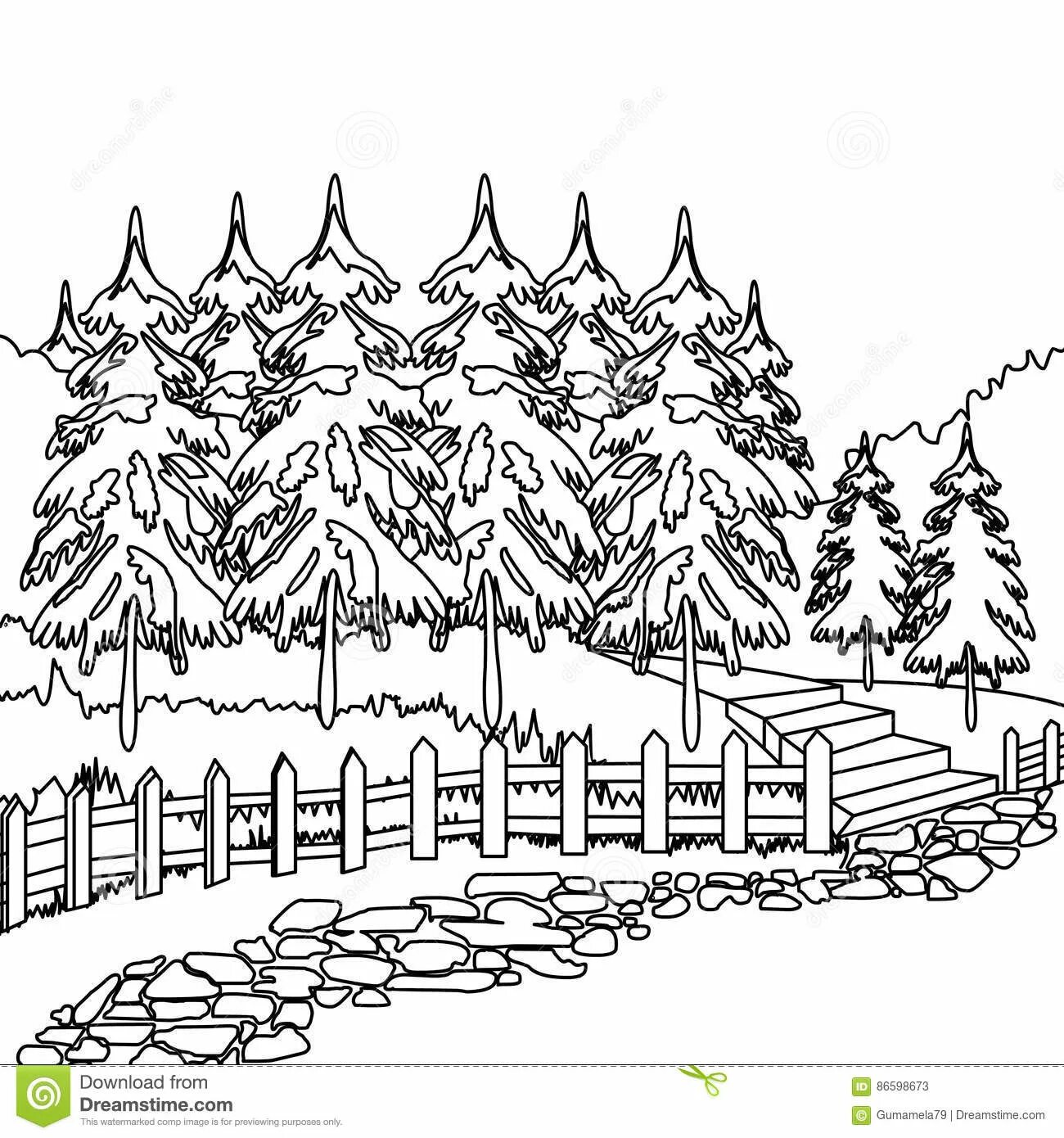 Photo Coniferous forest #7