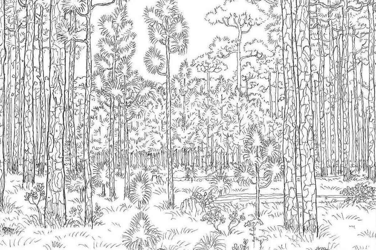 Раскраска лес природа
