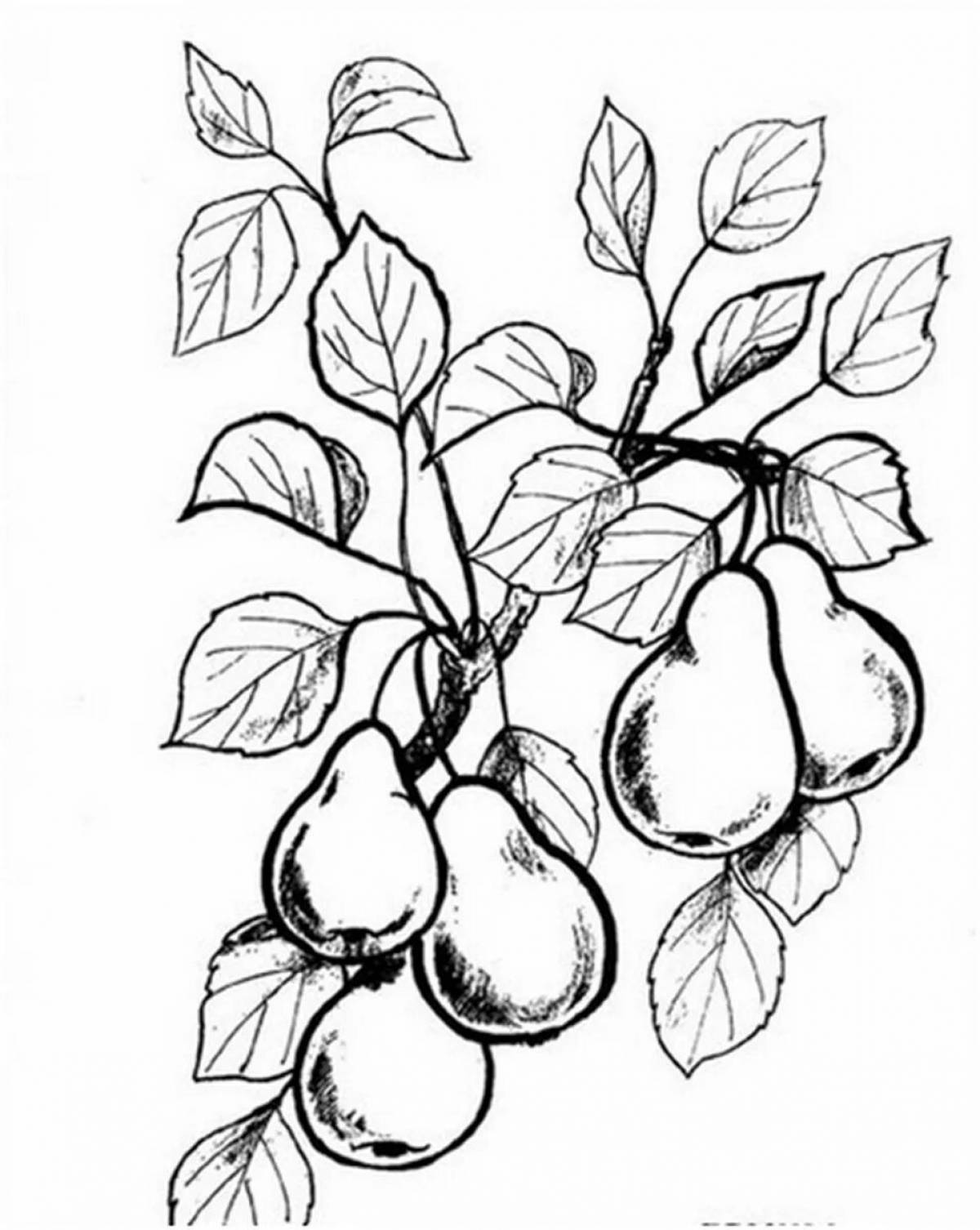 Pear tree #6