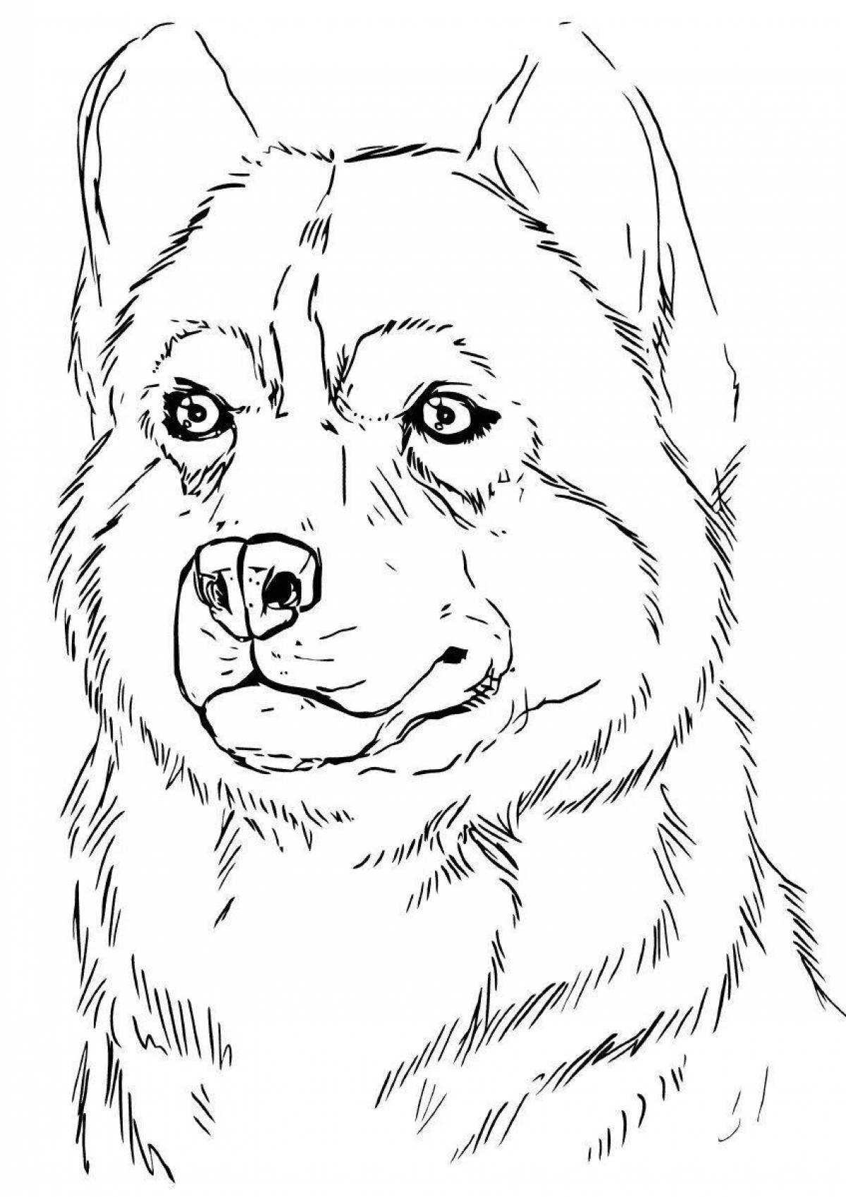 Husky majestic coloring book