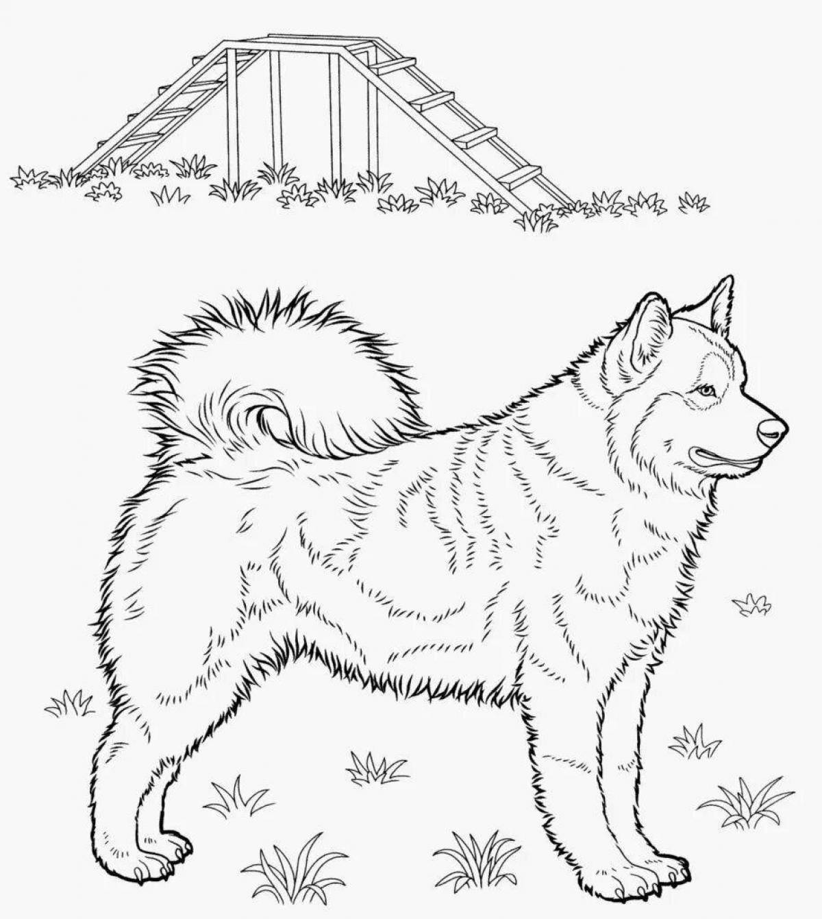 Energetic coloring husky